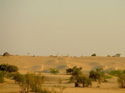 desert safari camp resort